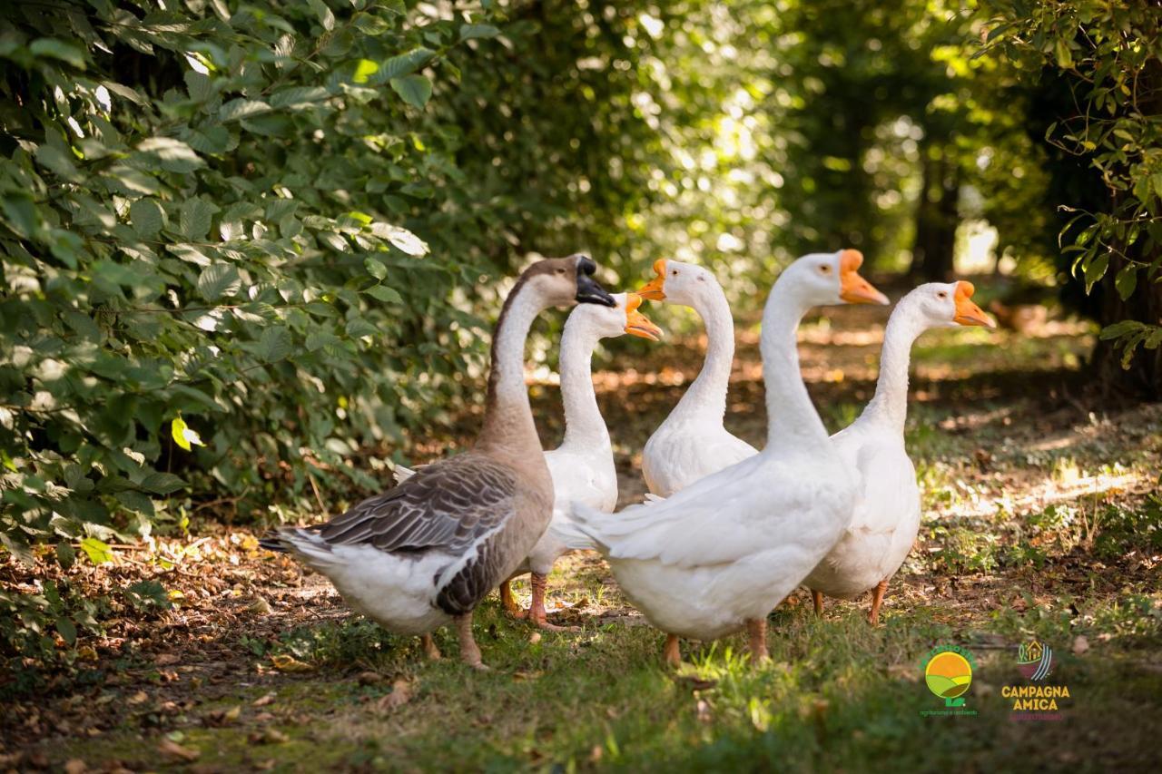 Agriturismo Ai Carpini Villa Marcon Luaran gambar