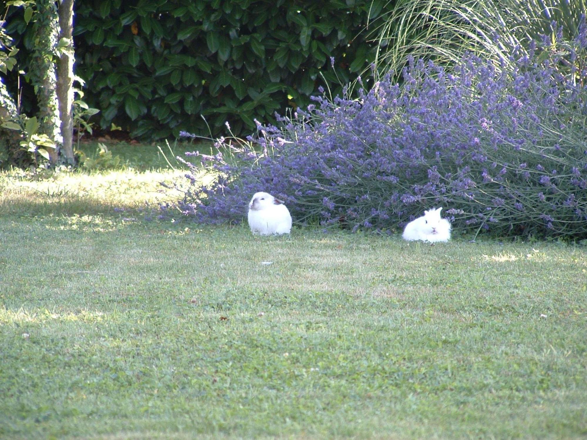 Agriturismo Ai Carpini Villa Marcon Luaran gambar